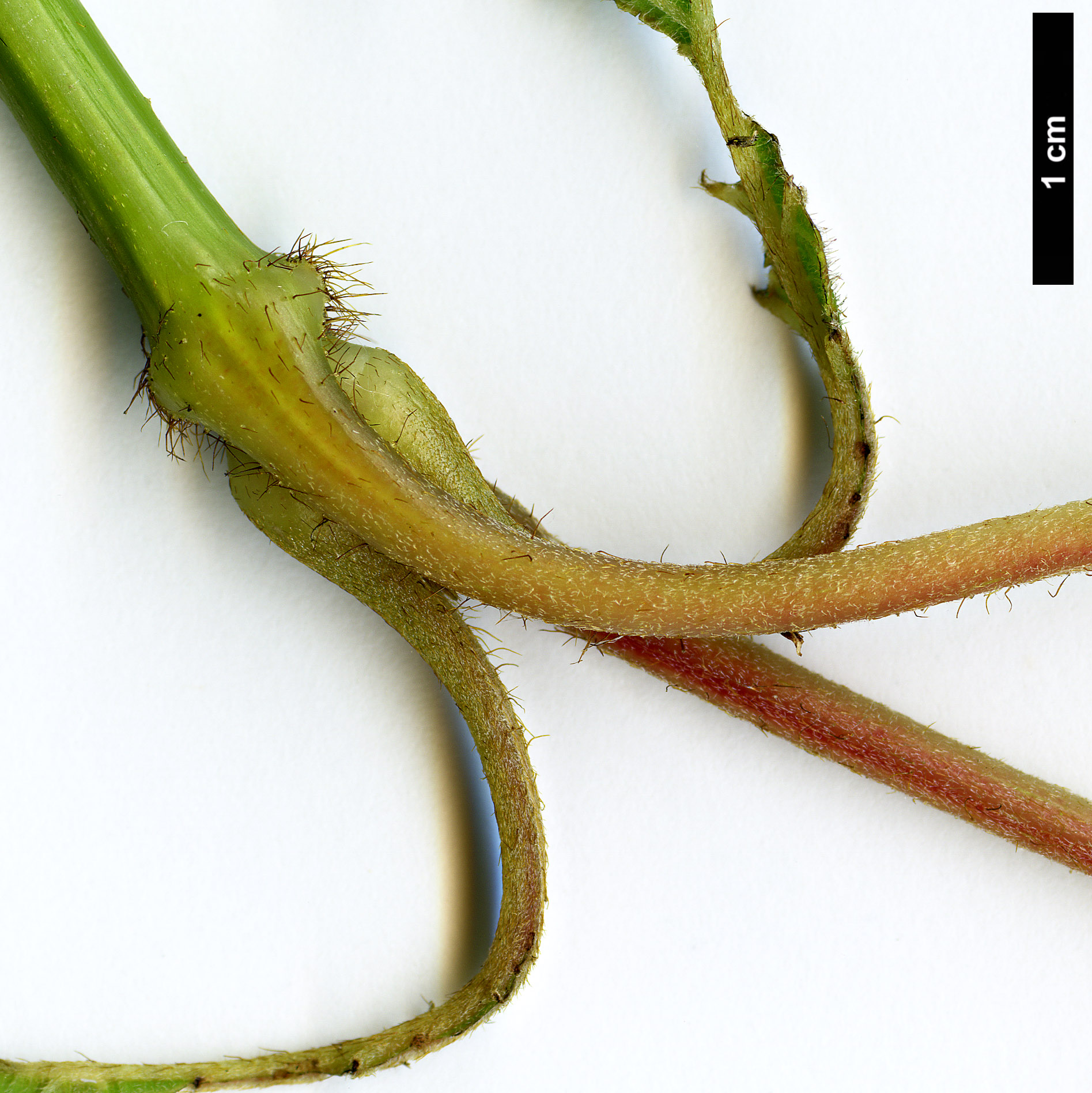 High resolution image: Family: Hydrangeaceae - Genus: Hydrangea - Taxon: longipes - SpeciesSub: var. fulvescens